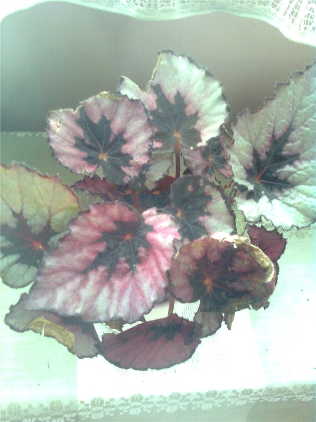 begonia rex